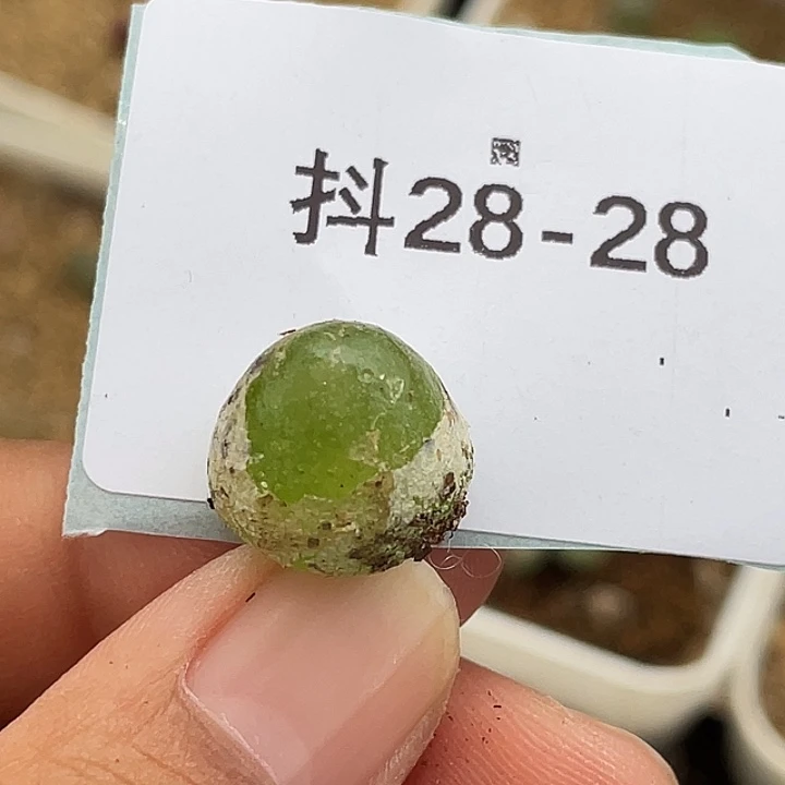 28-28灯泡多肉植物