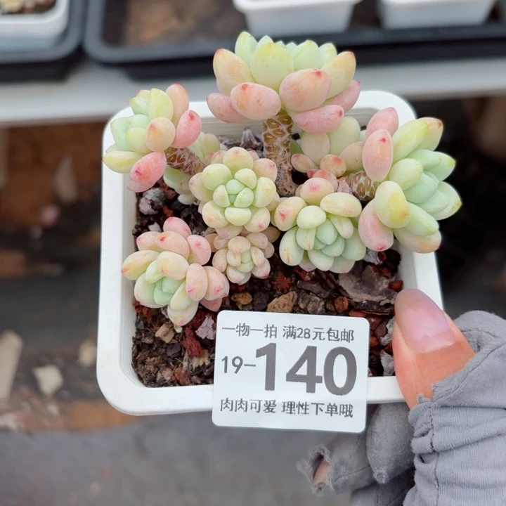 樱花罗琦无盆土发货多肉多