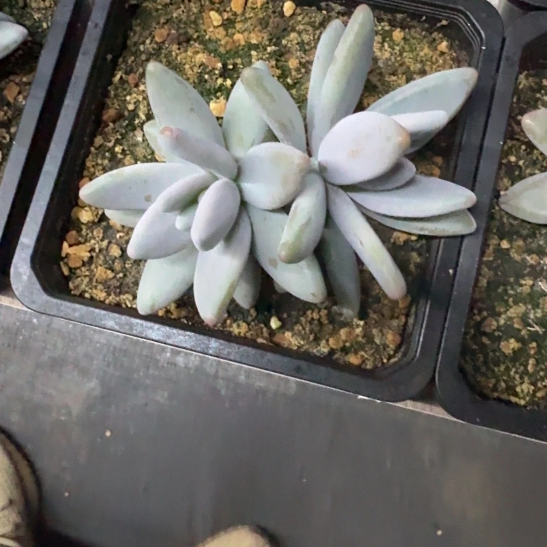 企鹅 双头 一物一拍