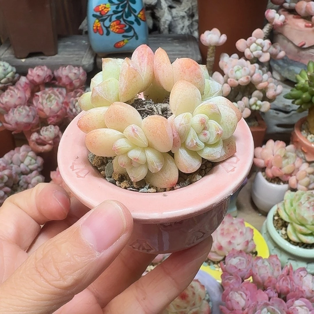 冰玉 多肉含盆土 一物一拍