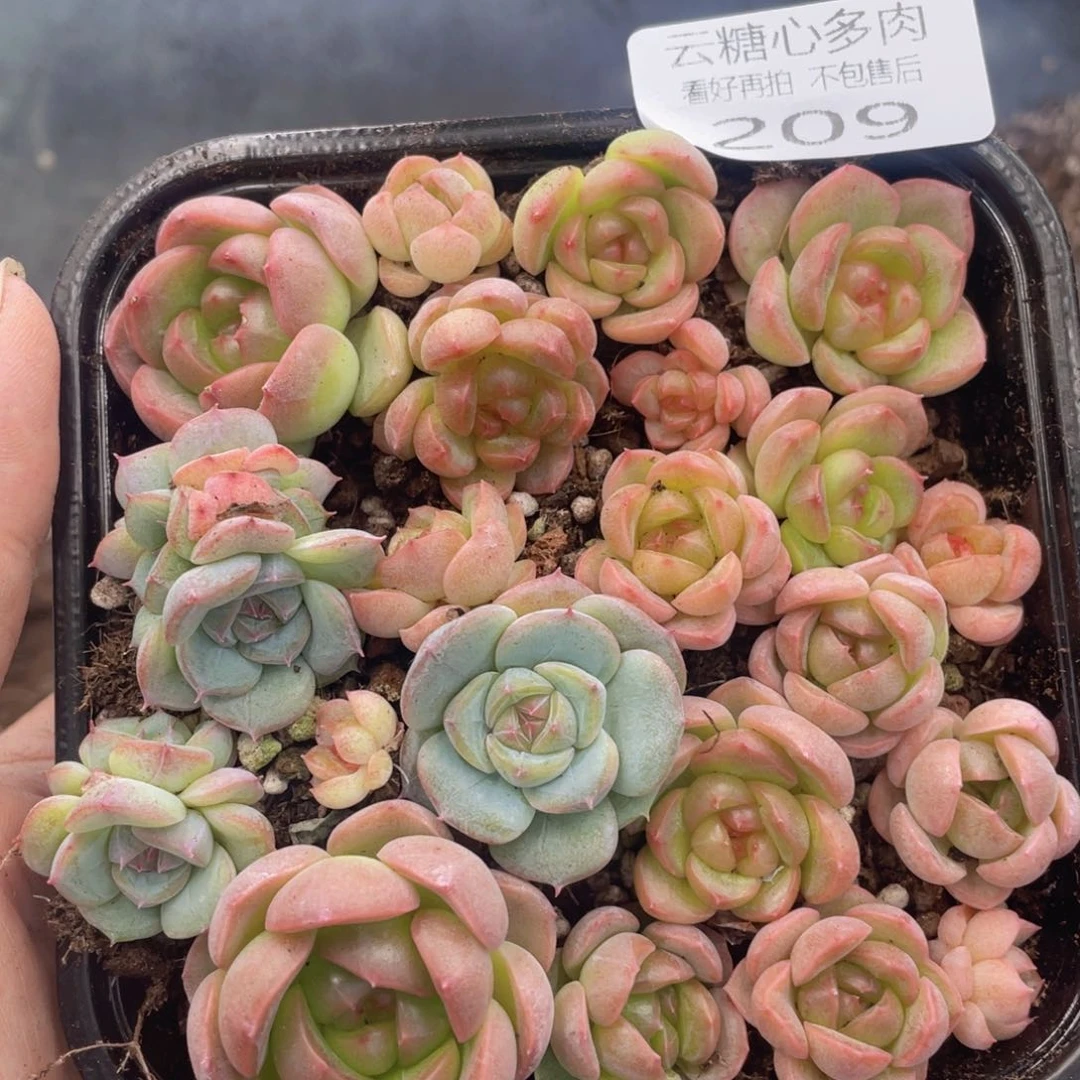云糖心多肉植物209