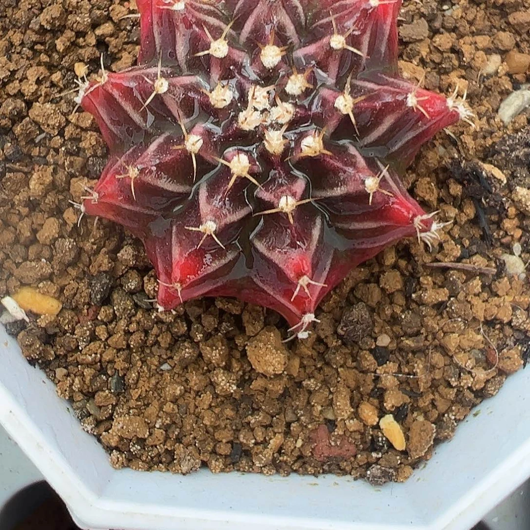 沙拉曼尼侧芽3厘米