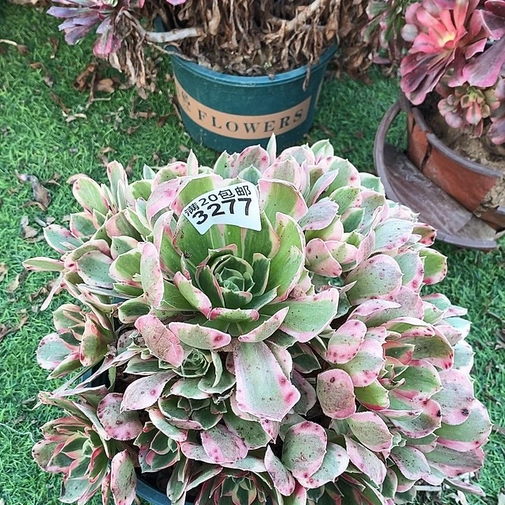 3277 一颗女神法师