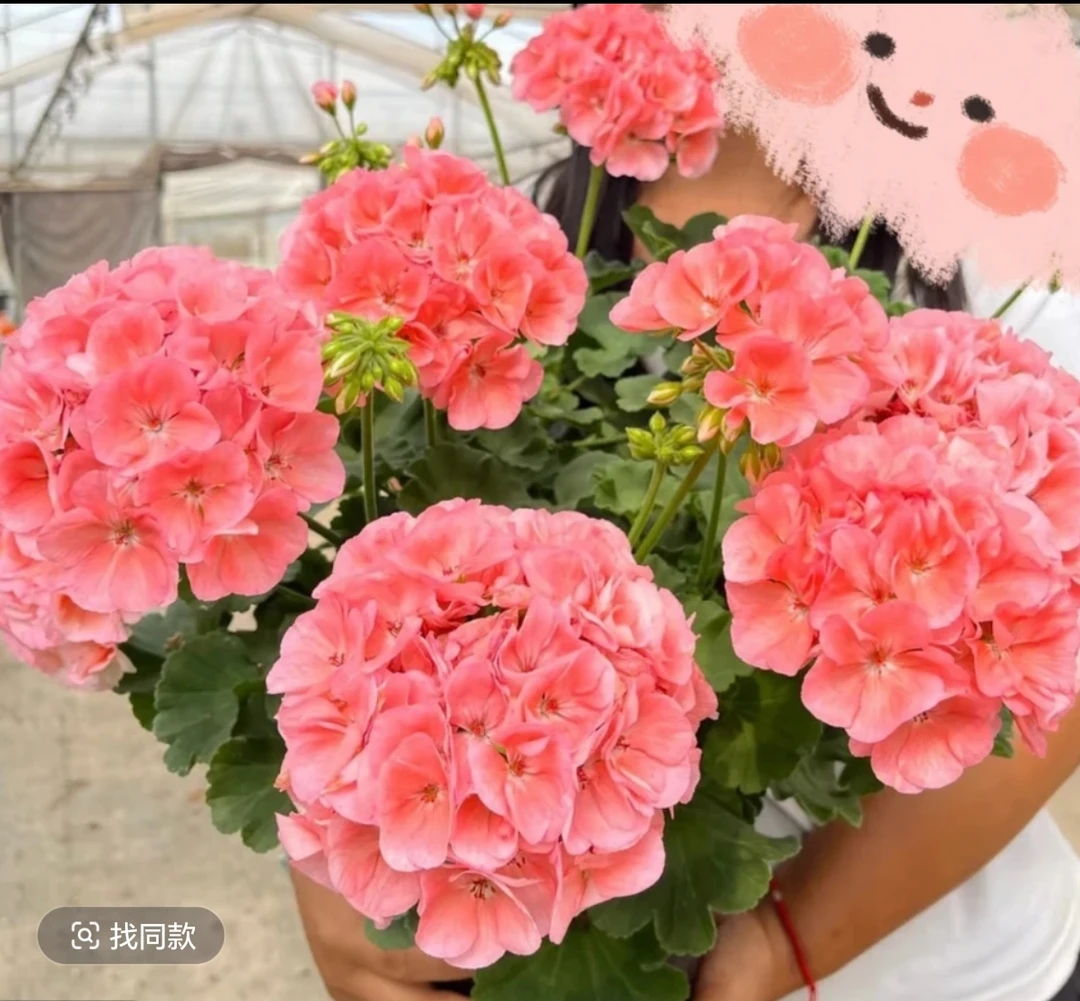 【菲舍857（带花苞）】光照弱是白粉色越晒越橙四季开花