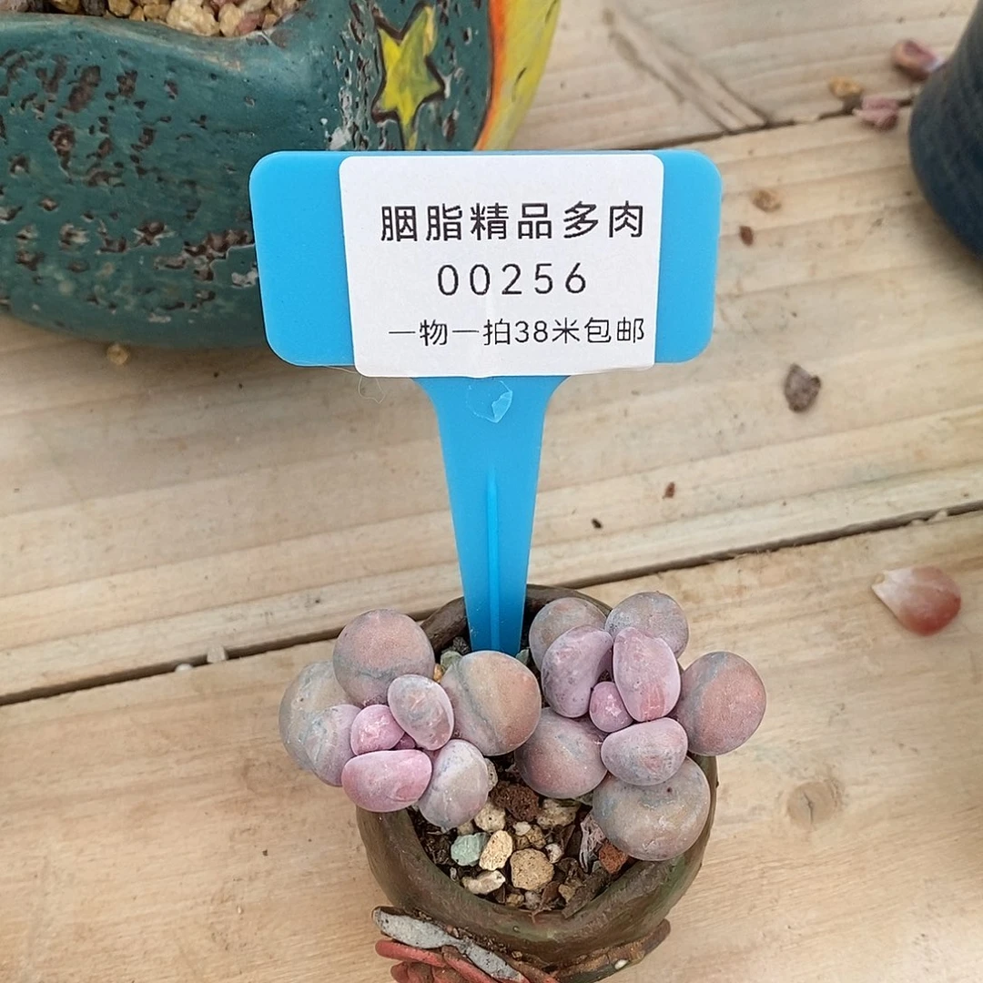 256头户籍咯偶v某蜗牛