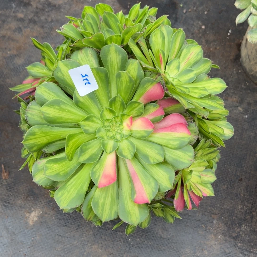 225知否炖肉植物洗衣0