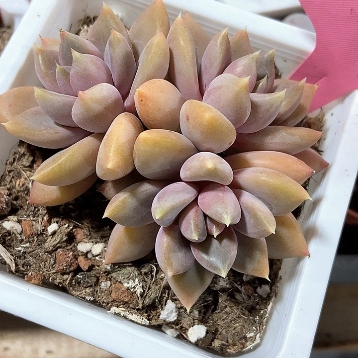 多肉去红象牙358