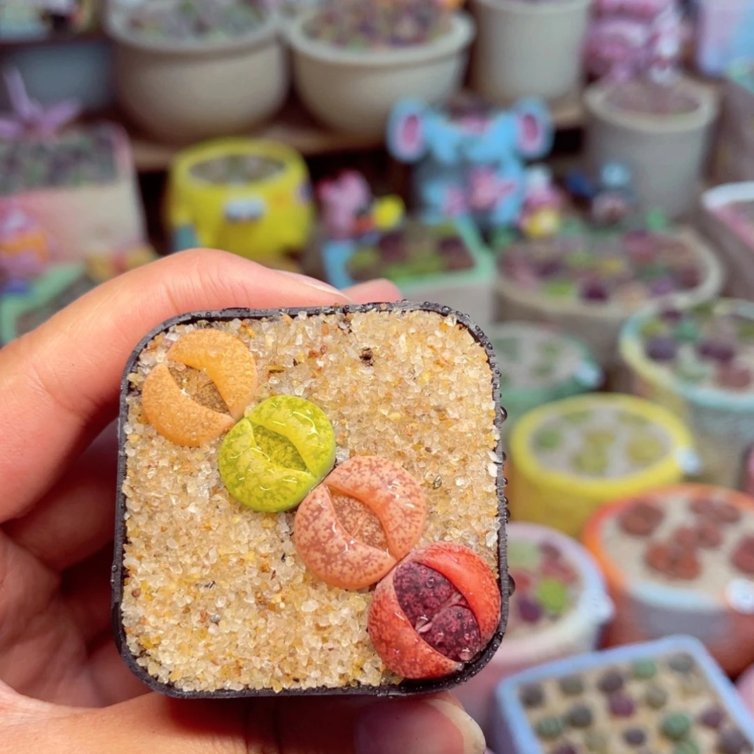 草***糍412。8588888888888888