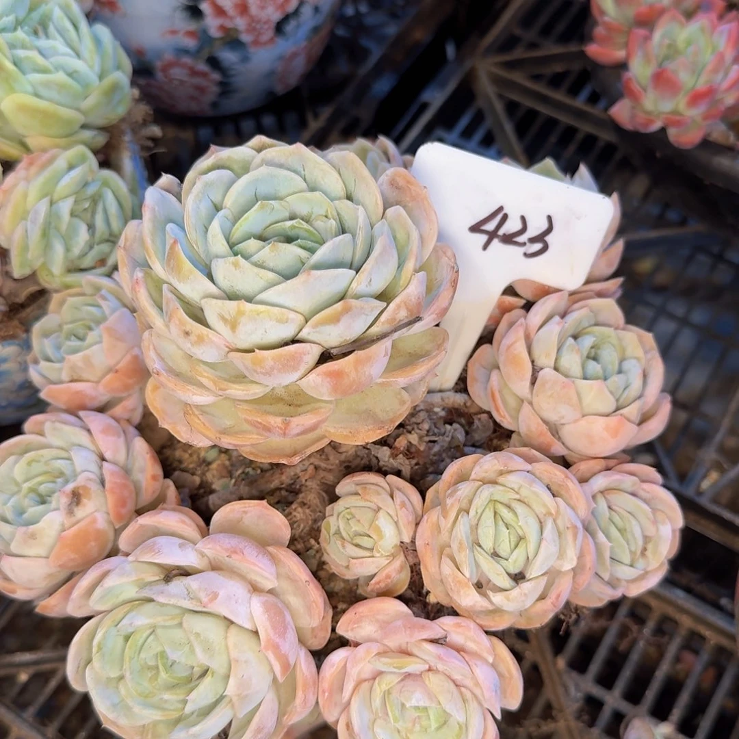多肉植物的生长发育和生长