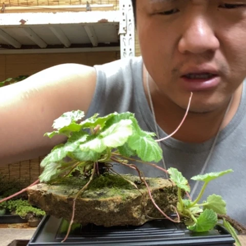 红陶一物一拍所见即所得203