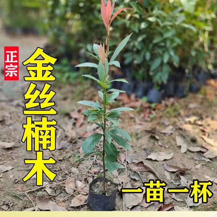 四川正宗金丝楠木树苗南北方庭院种植小叶桢楠金丝楠树苗带土发货