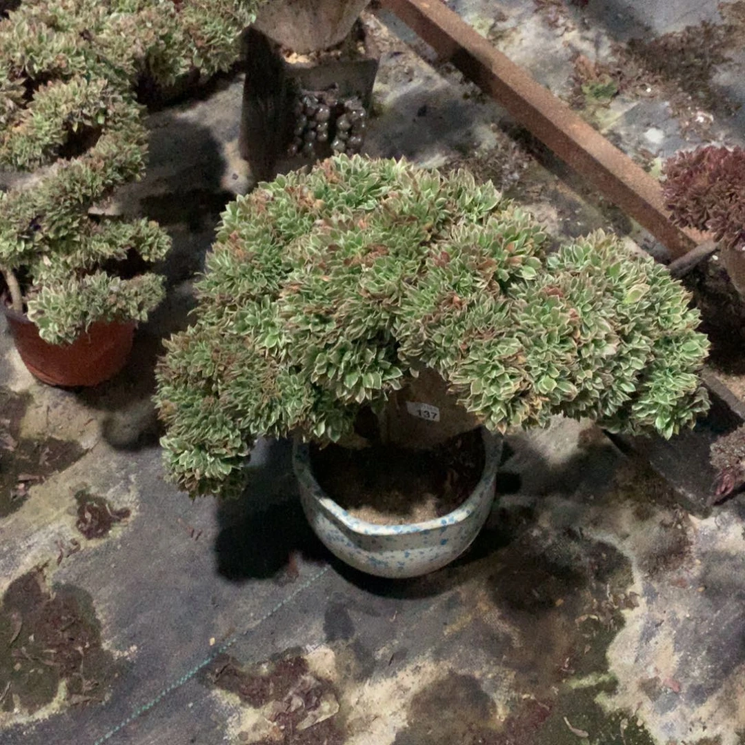 137白凤缀化一颗颗
