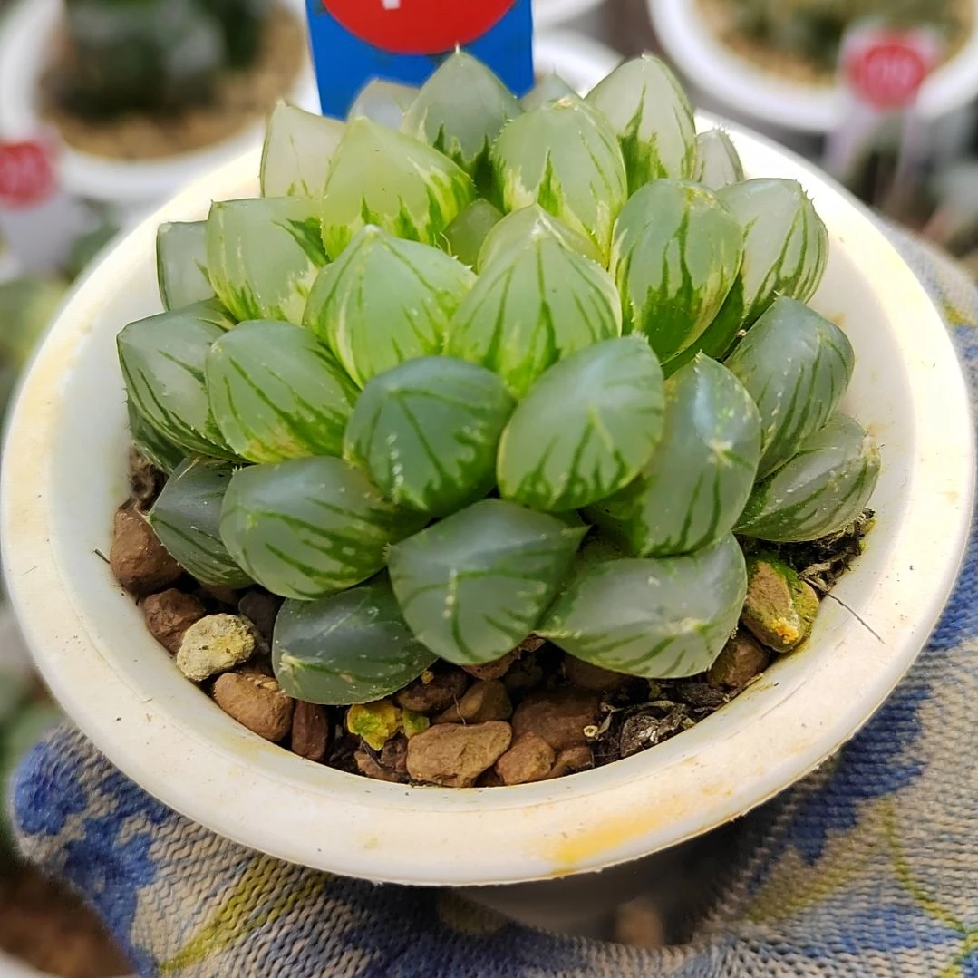 14号 OM玉露锦 6厘米左右一物一拍带盆