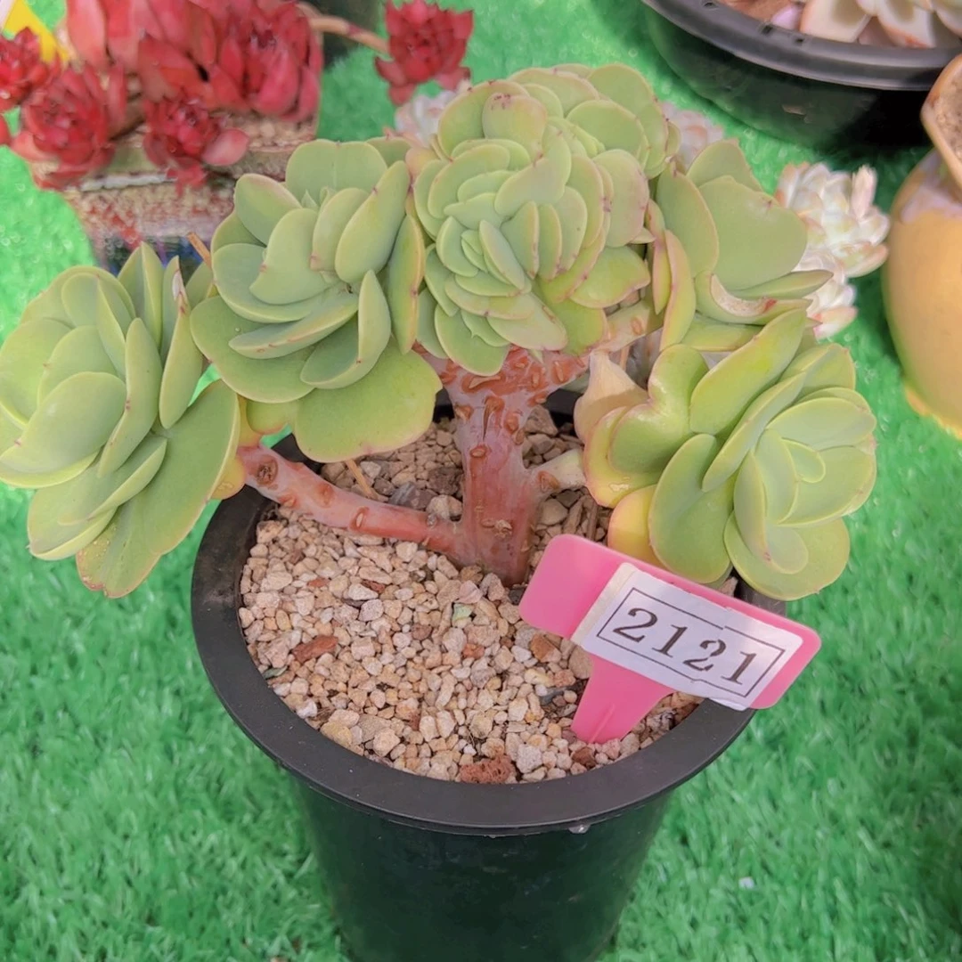 小****嘟碧桃2121一物一拍多肉植物