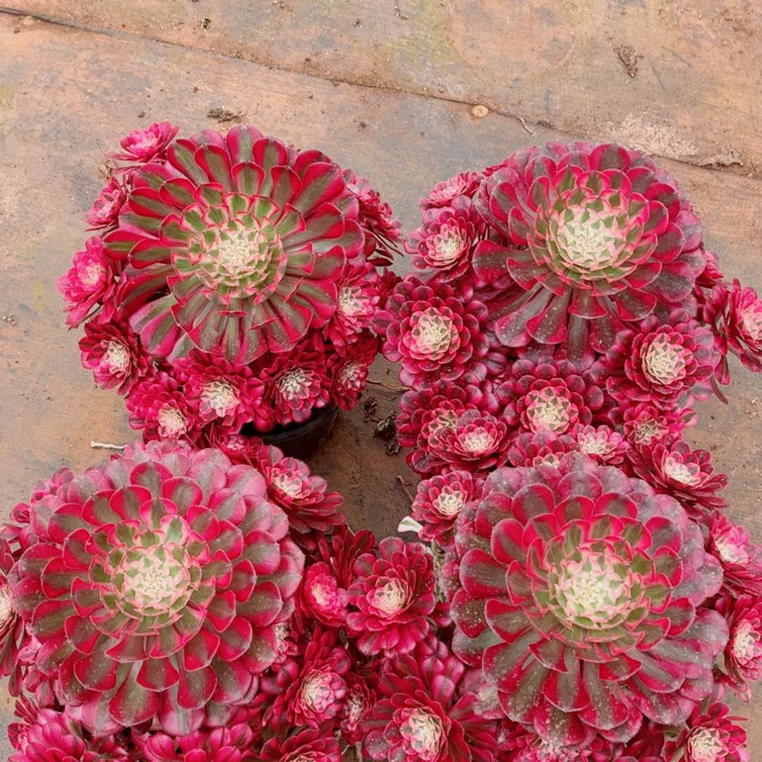 二代铜壶变异特大号（稍稍带绿色）