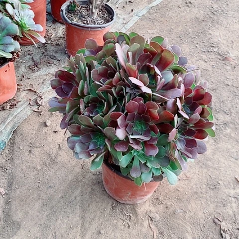 荷兰玫瑰多肉植物法师27号