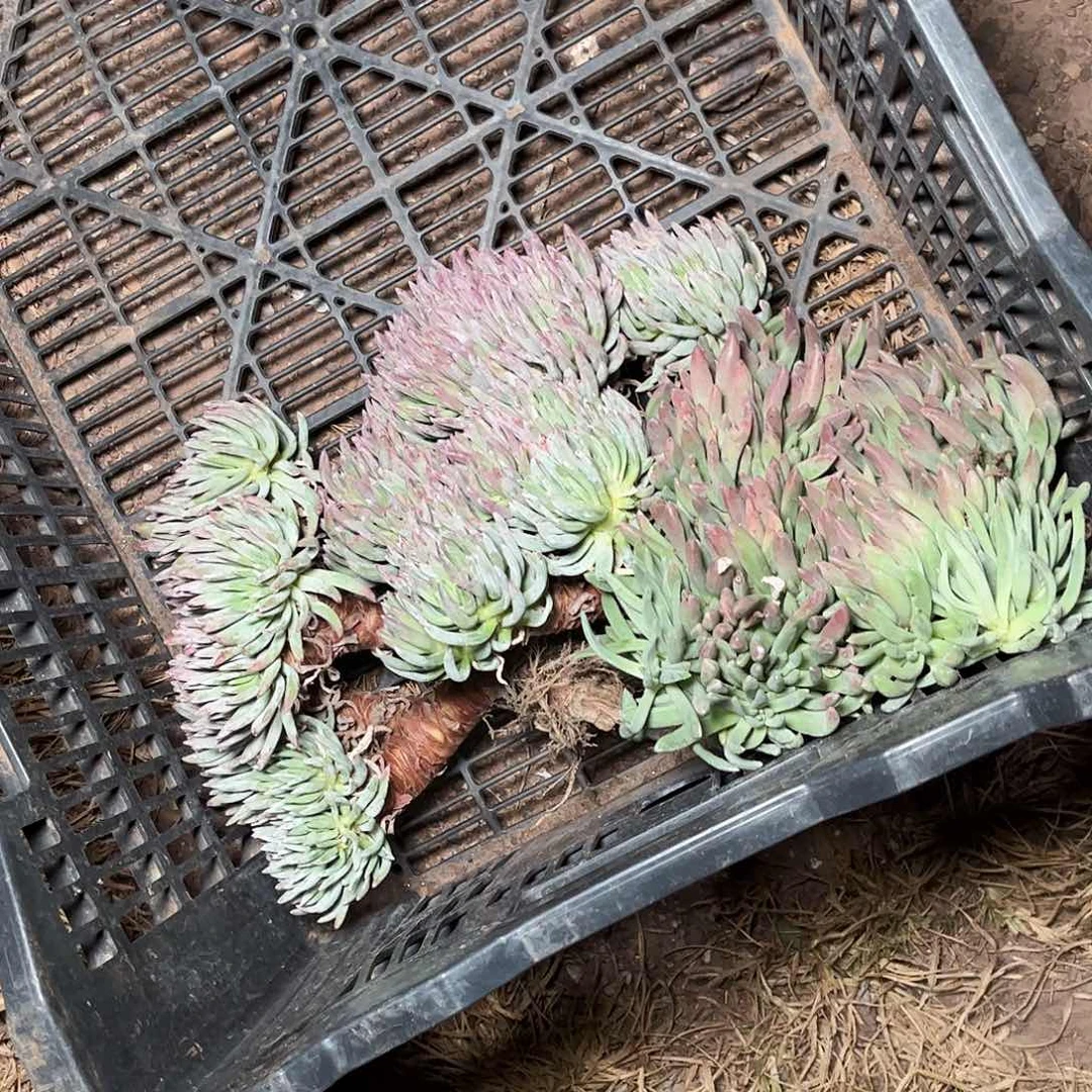 绿菊仙女杯多肉随机发