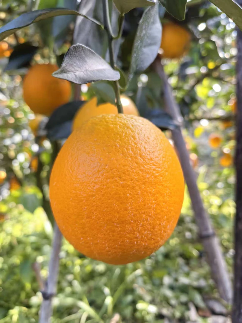 正宗赣南脐橙产地直发新鲜采摘手剥橙子香甜多汁