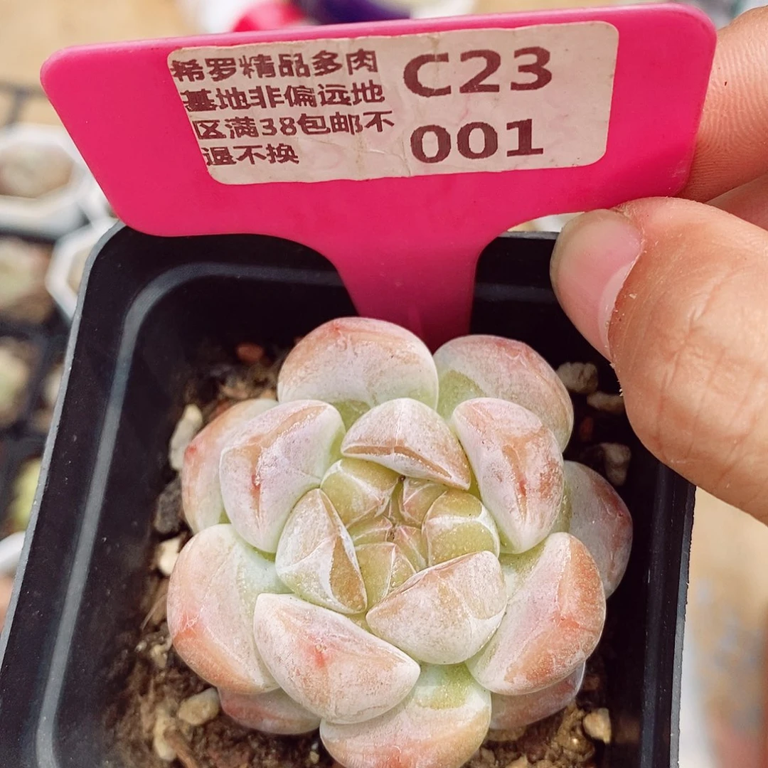冰糕5.5cm多肉植物