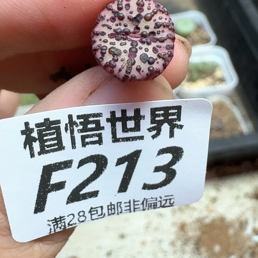 多肉植物的润泽风格