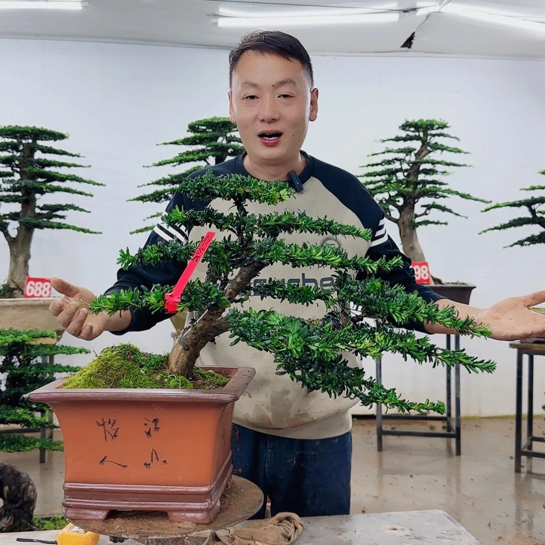 无花朵盆景园林……