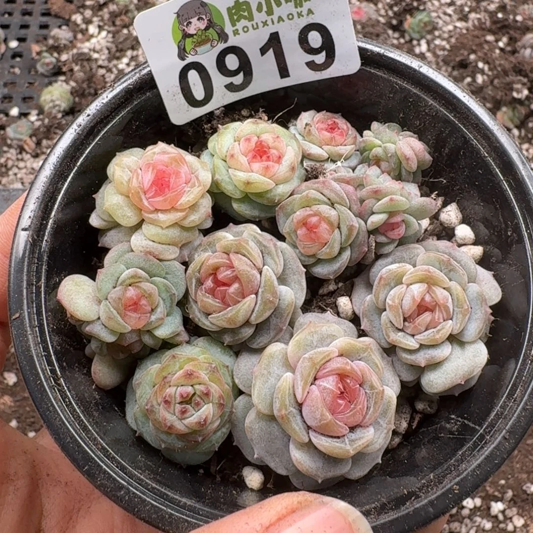 多肉植物多肉植物