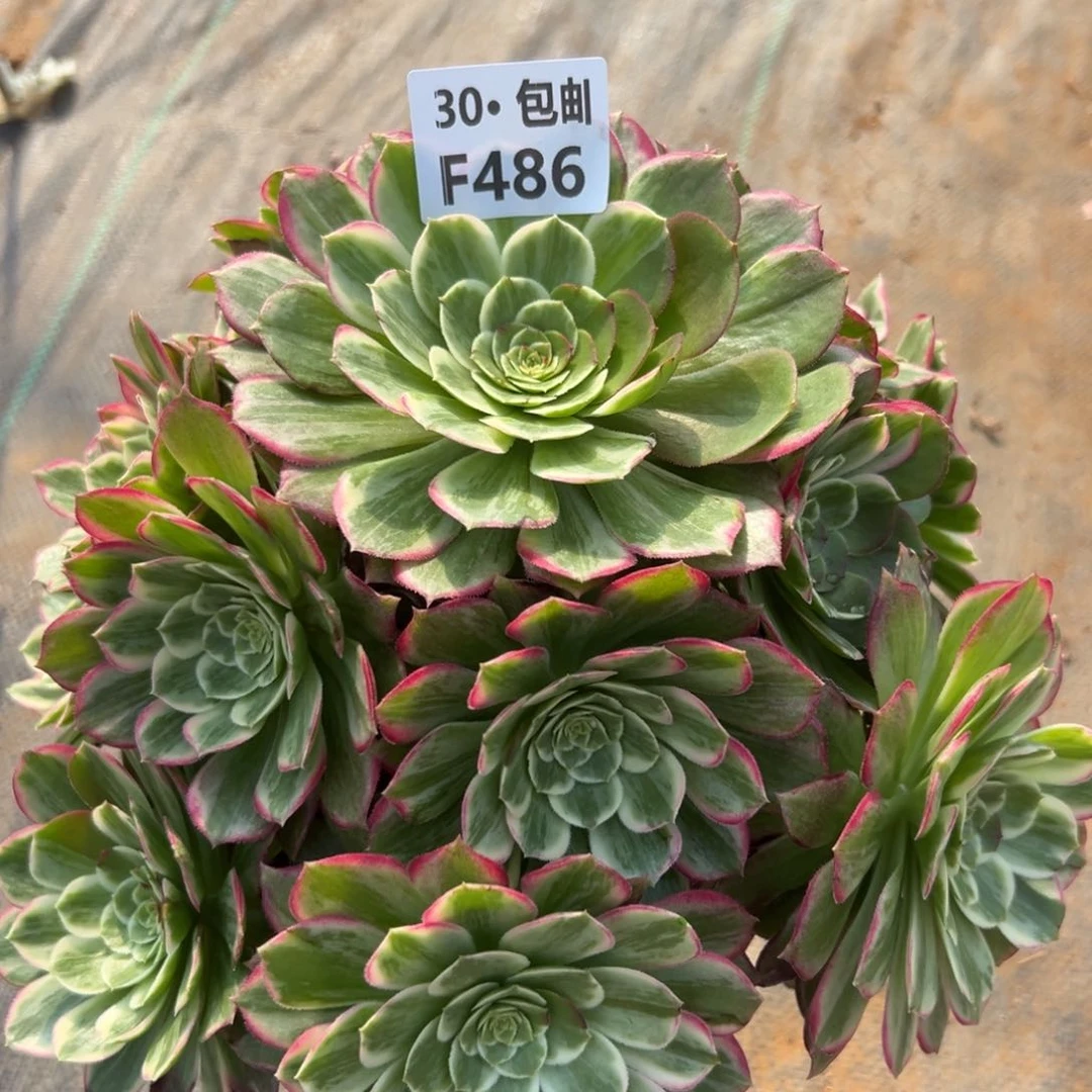 486 多肉法荷花法师