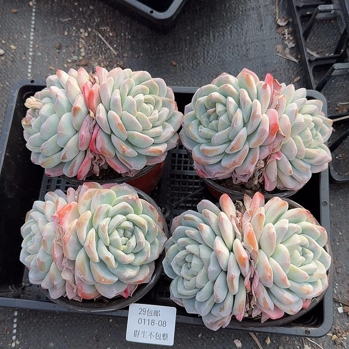 0118-08 冰玉量拍