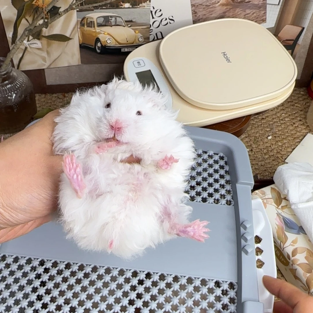 卷毛蜜波弟弟8.26生日小体格