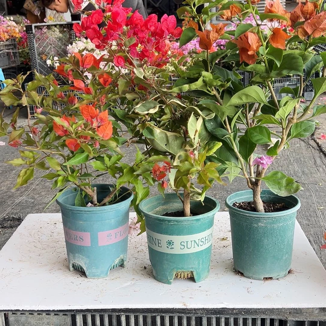 大部分花苞少量开放红桑巴，孟加拉红，巧克力组合