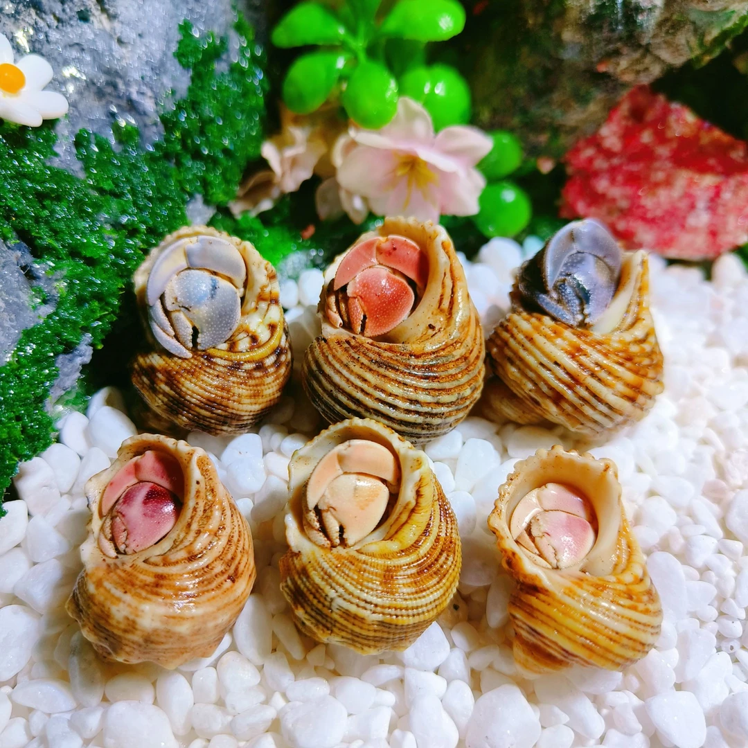 陆生寄居蟹观赏蟹桌面萌宠宠物活体活泼可爱皮实好养