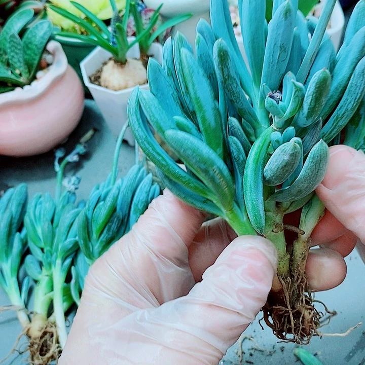 蓝松多肉11111111