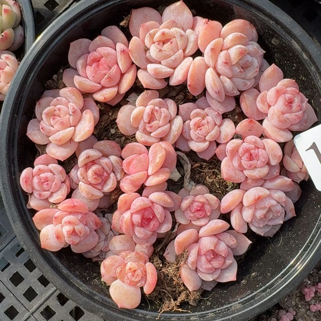多肉植物多肉植物147