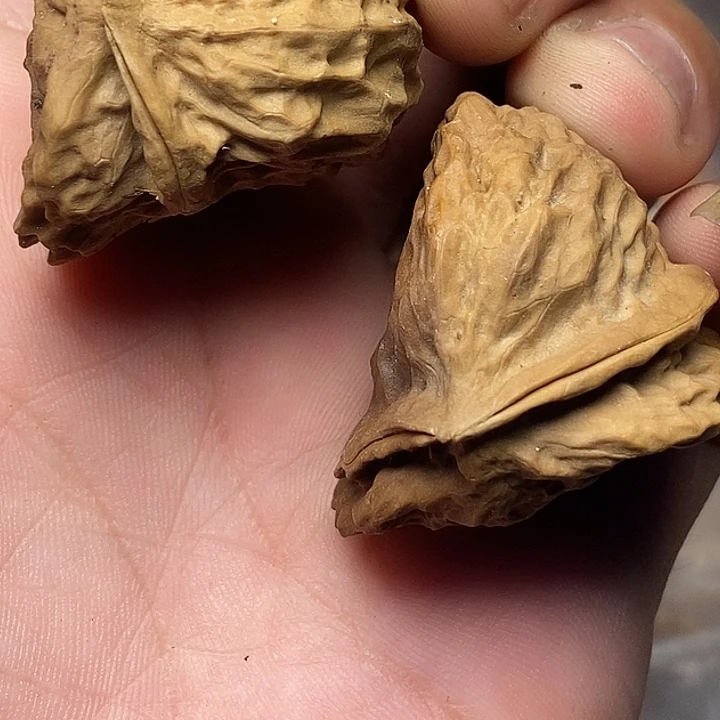 把件文玩核桃云南铁核桃A57