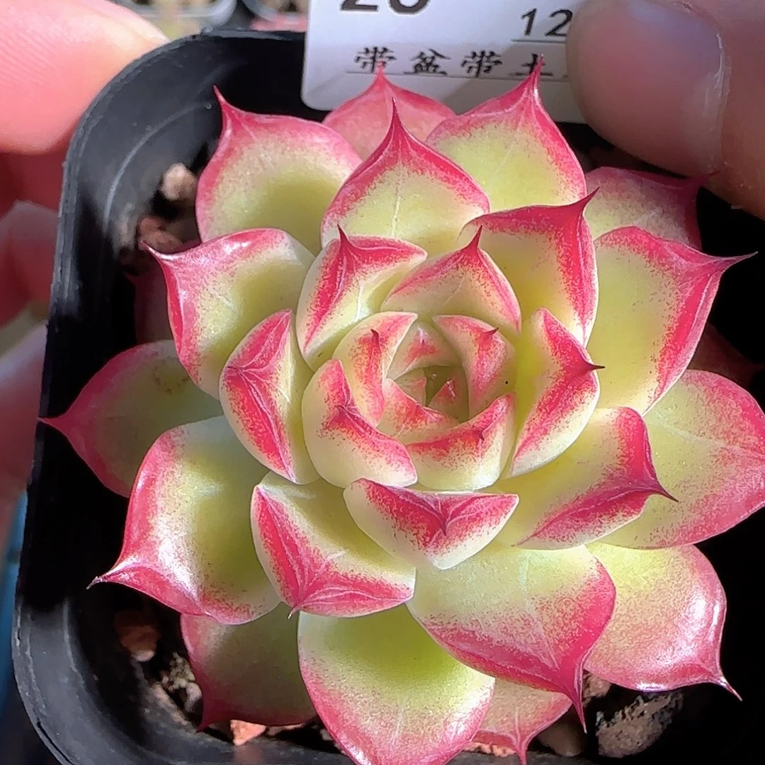 多肉1210-26女王玫瑰