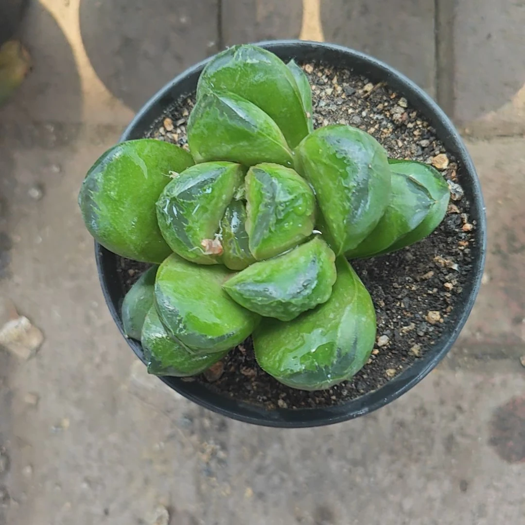白宫多肉植物原盆土