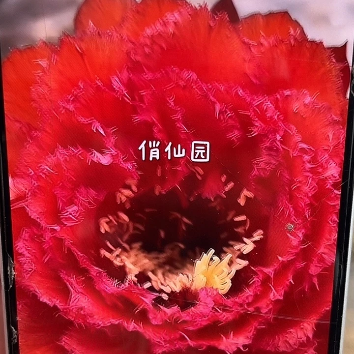 红色雷丝大花重瓣毛花柱