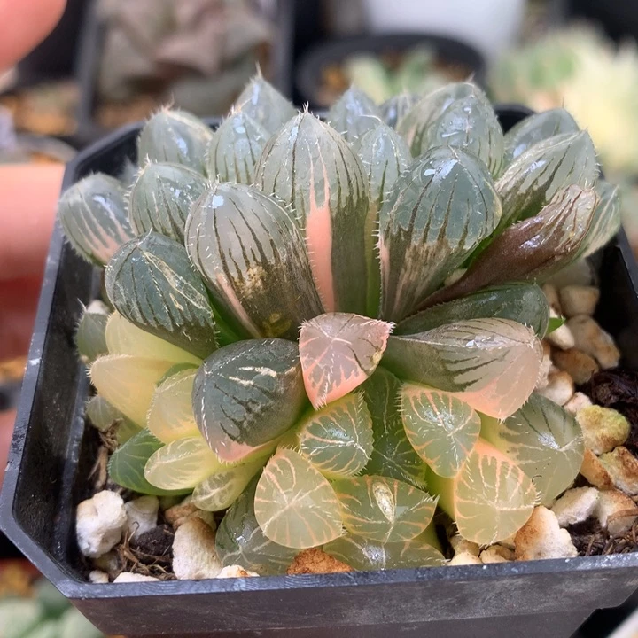 巨大赤线玉露锦带盆土发货