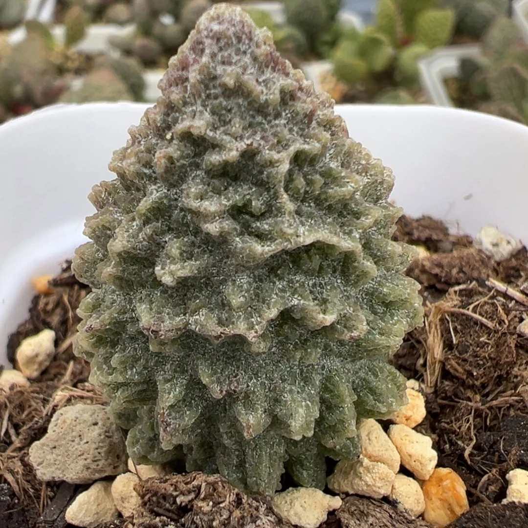 爆炸尢刺实生新品大苗