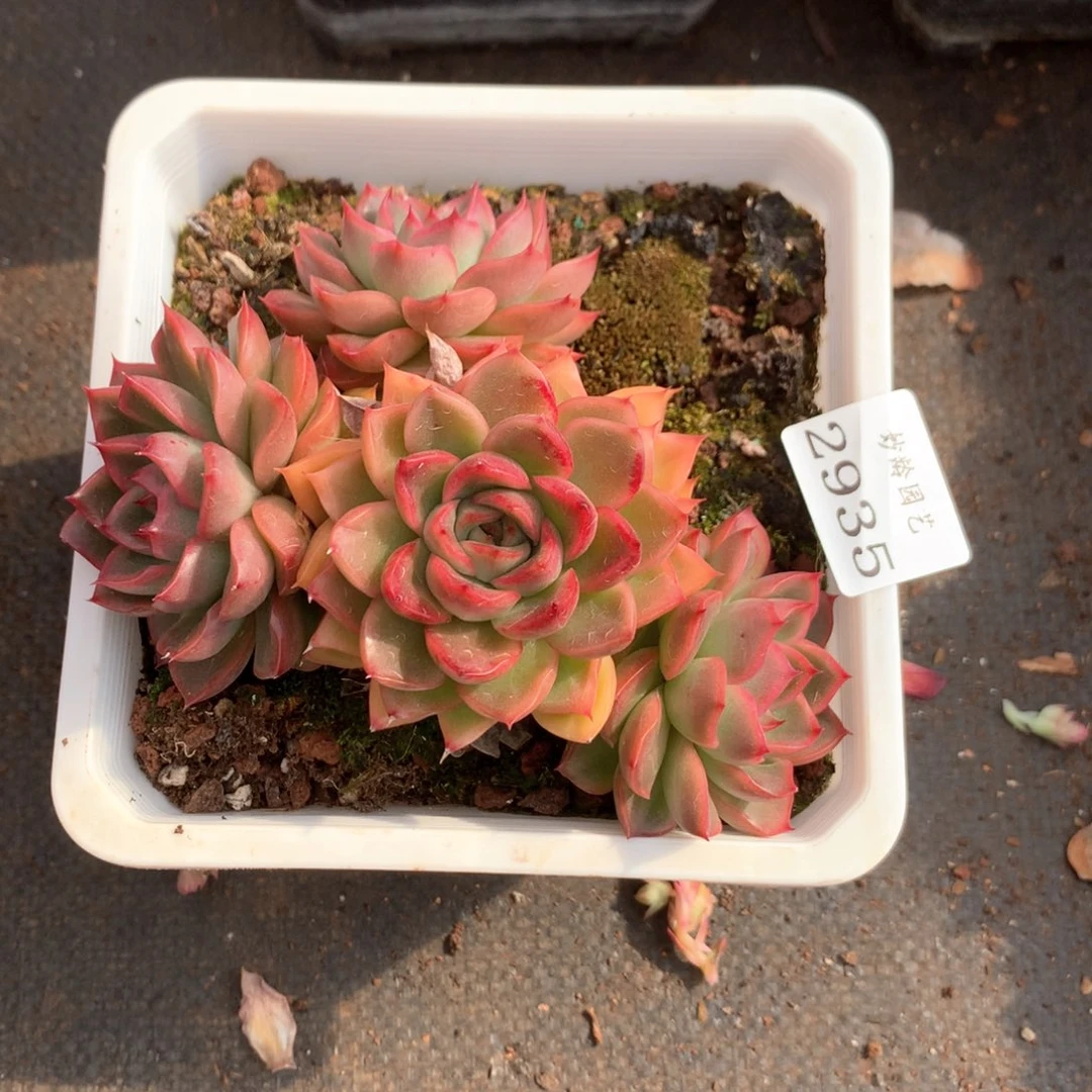 姐***肉2935杂交多肉植物基地