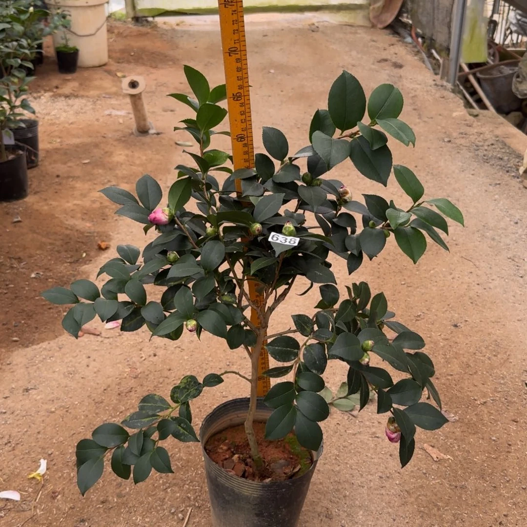 少量花朵（建议范围：2朵-5朵 或40%以下）638埃米粒茶梅