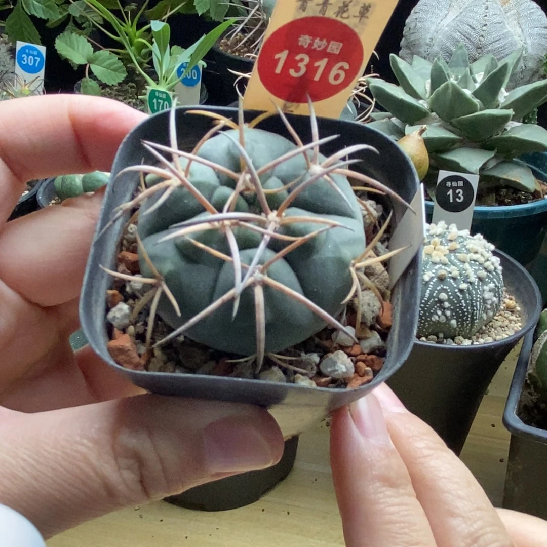 实生天平丸4cm一棵仙人球