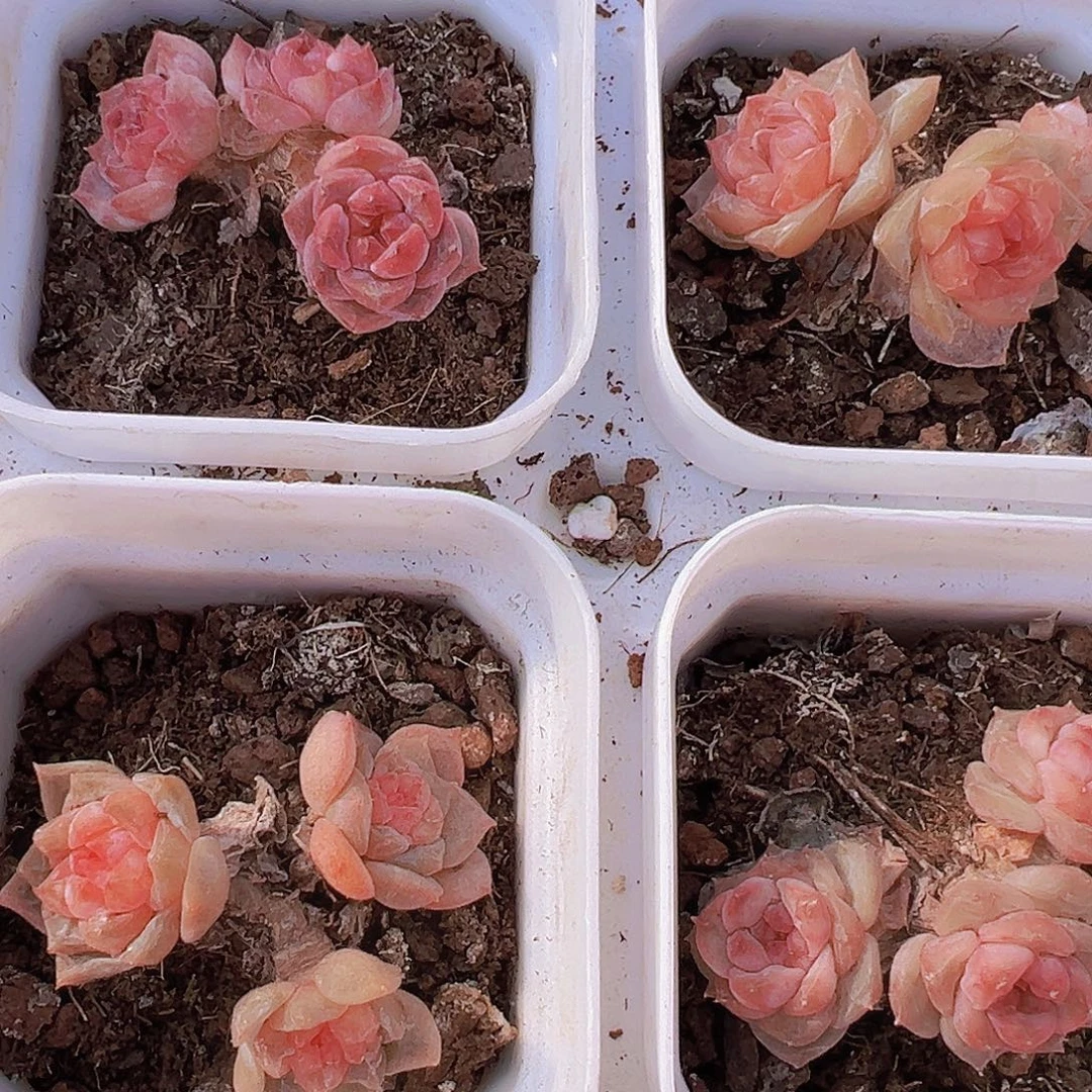 精品老桩糖心去群19包邮