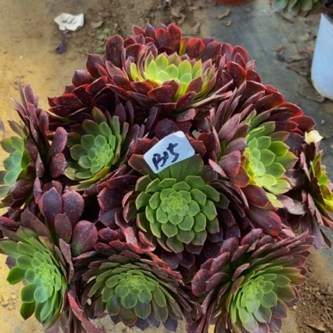 嘉年华丛林多肉植物15多肉不包断