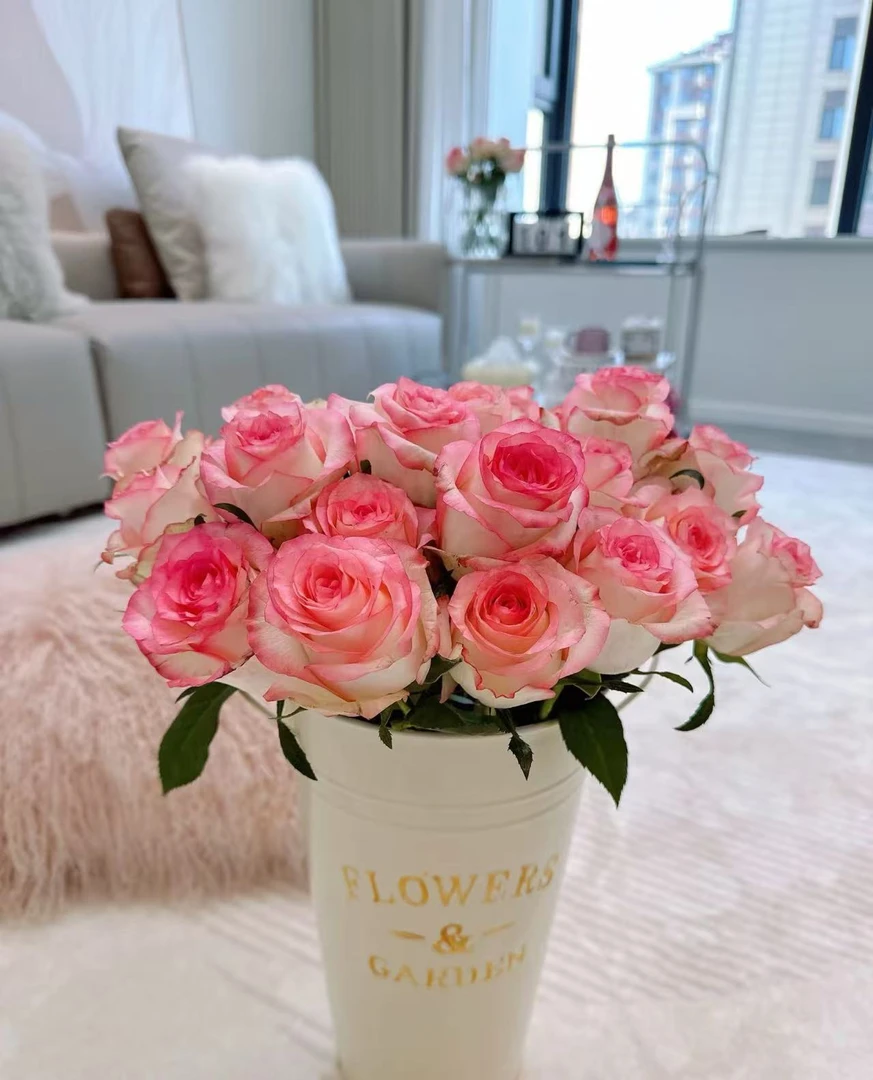 艾莎玫瑰 云南鲜花基地直供