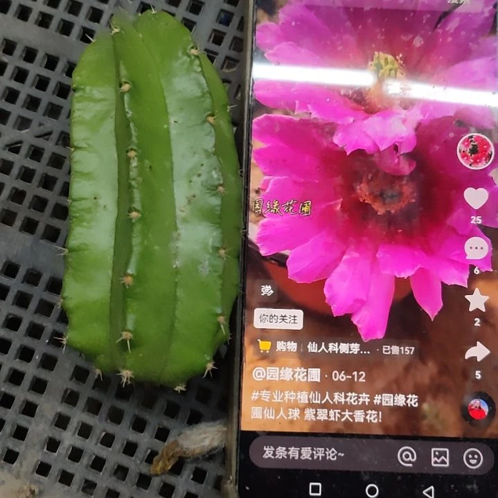 仙人球紫翠虾侧芽