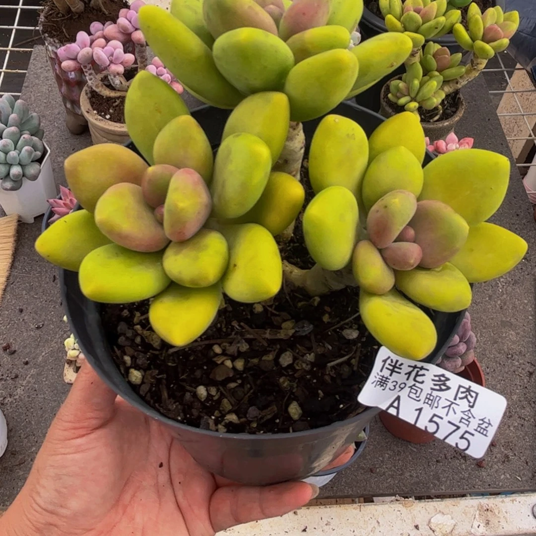 1575芒果奶12cm多肉
