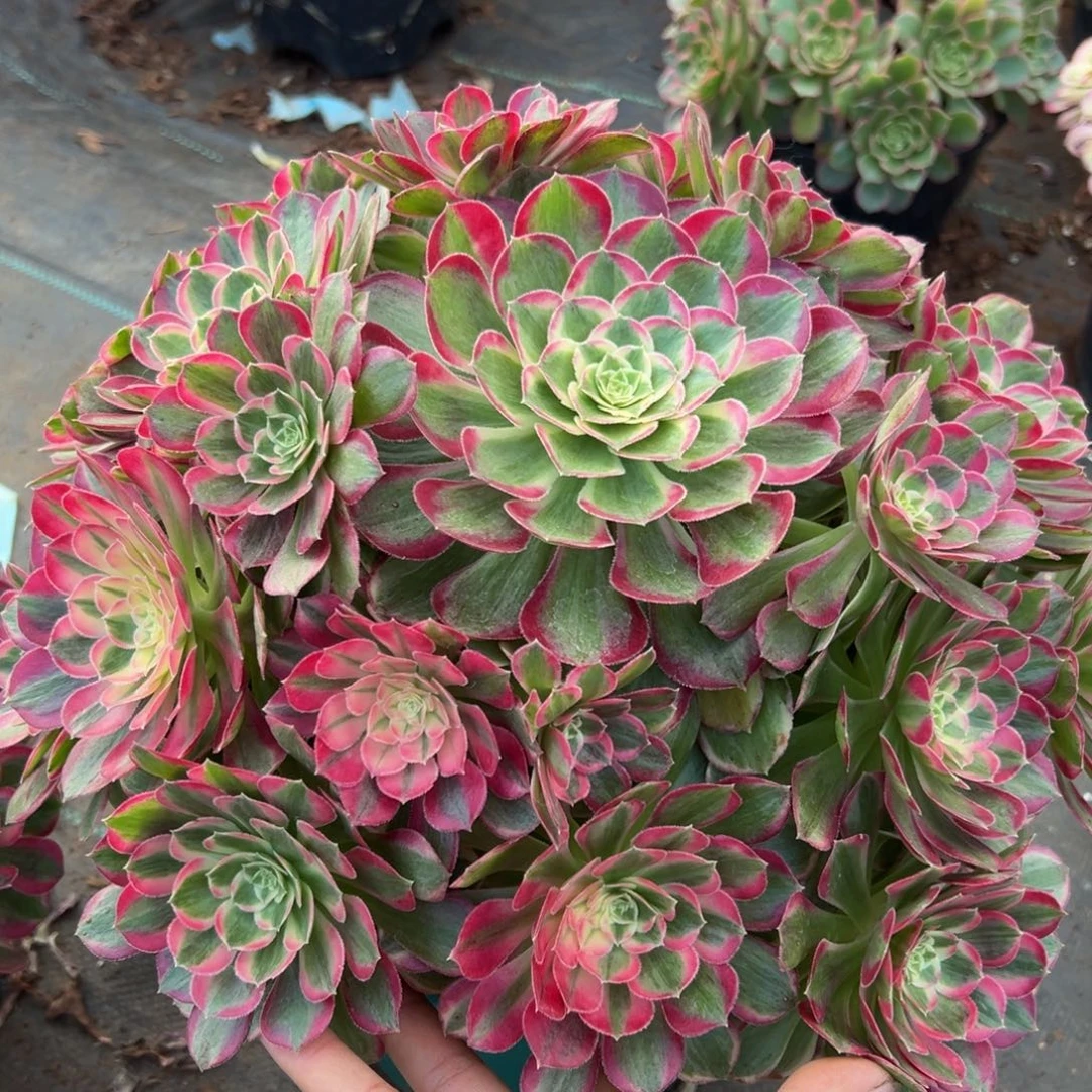 戴***）多肉植物00孔雀翎