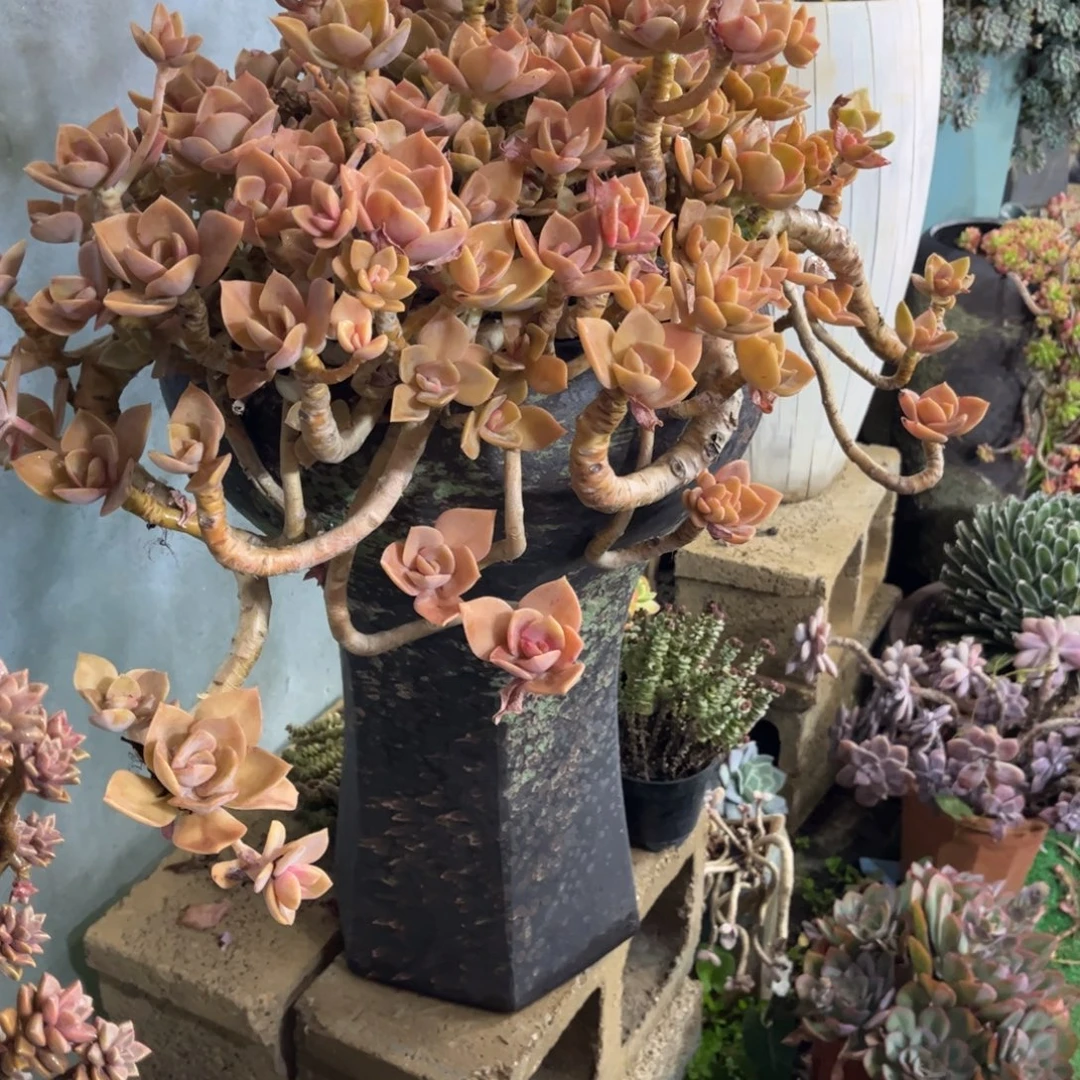 扭***柴多肉植物保护研究肉肉的肉体和