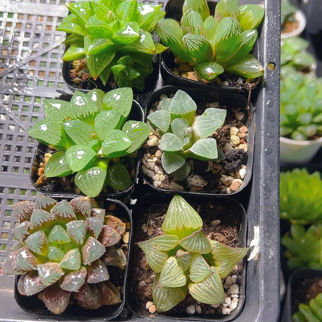 套餐一玉露多肉多肉